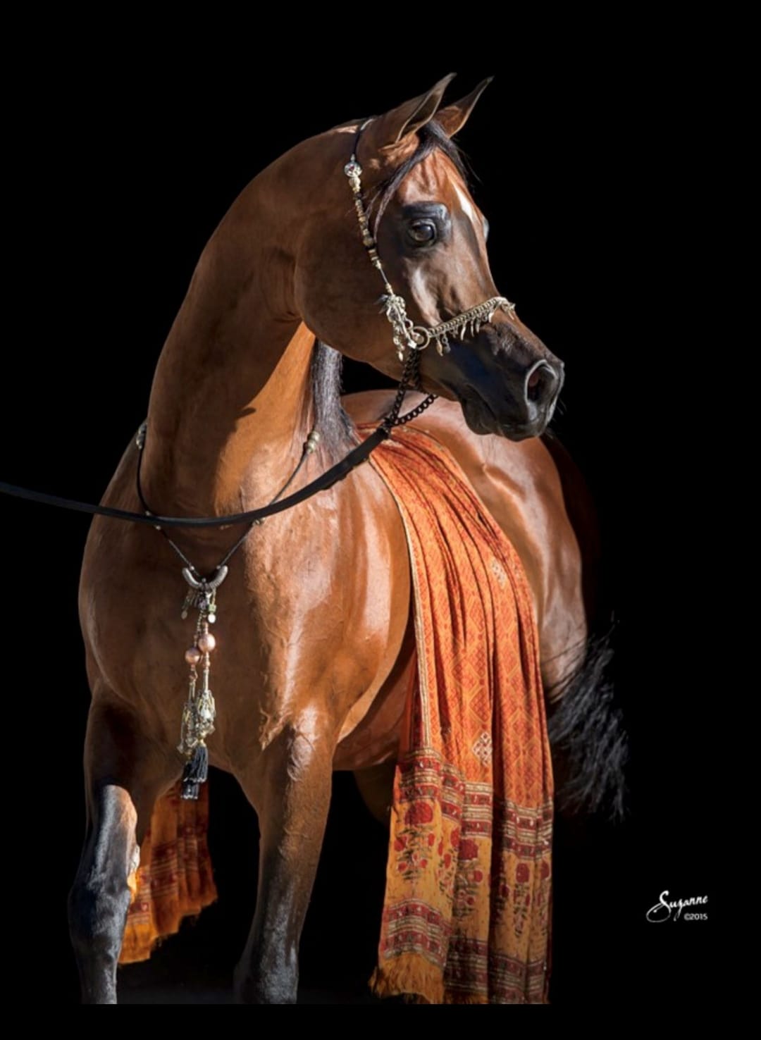 سباقات الخيل 