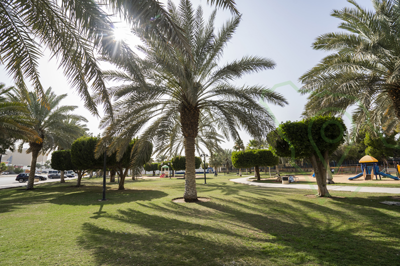 حديقة حي النخيل بالرياض