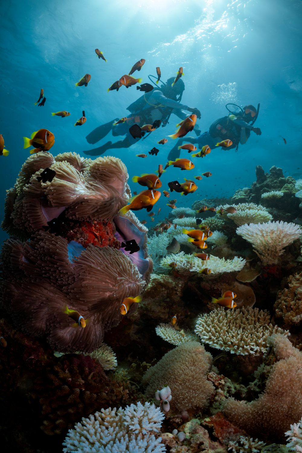 PADI Eco-Awareness Week Maldives