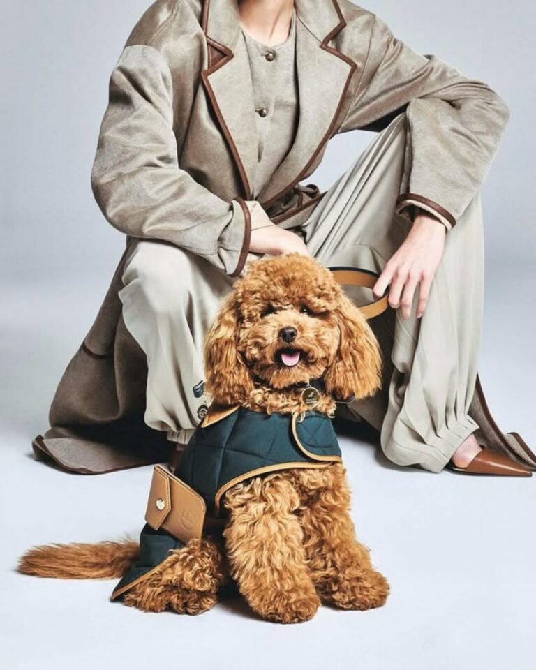 Giorgio Armani pet collection